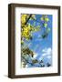 USA, Grand Teton National Park, Spring, Birch-Catharina Lux-Framed Photographic Print