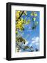 USA, Grand Teton National Park, Spring, Birch-Catharina Lux-Framed Photographic Print