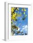 USA, Grand Teton National Park, Spring, Birch-Catharina Lux-Framed Photographic Print