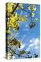 USA, Grand Teton National Park, Spring, Birch-Catharina Lux-Stretched Canvas