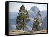 USA Half Dome Seen Through Jeffrey Pine-null-Framed Stretched Canvas