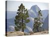 USA Half Dome Seen Through Jeffrey Pine-null-Stretched Canvas