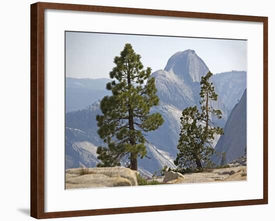 USA Half Dome Seen Through Jeffrey Pine-null-Framed Photographic Print