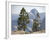 USA Half Dome Seen Through Jeffrey Pine-null-Framed Photographic Print