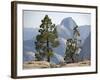 USA Half Dome Seen Through Jeffrey Pine-null-Framed Photographic Print