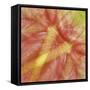 USA, Hawaii. Anthurium Flower Montage-Jaynes Gallery-Framed Stretched Canvas