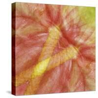 USA, Hawaii. Anthurium Flower Montage-Jaynes Gallery-Stretched Canvas