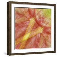 USA, Hawaii. Anthurium Flower Montage-Jaynes Gallery-Framed Photographic Print