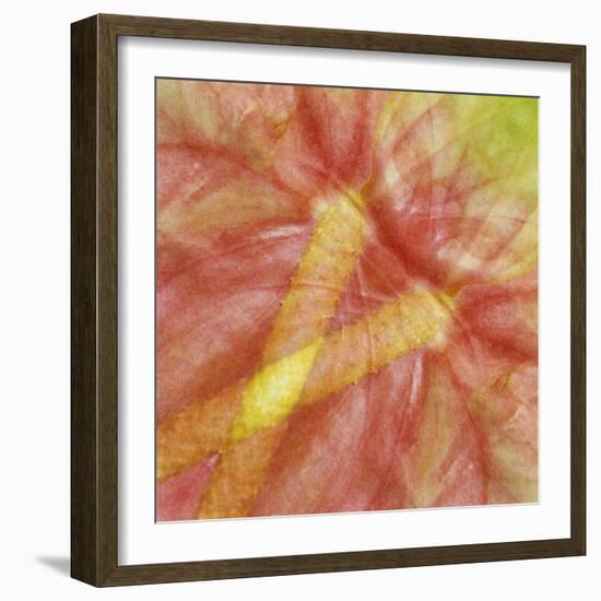 USA, Hawaii. Anthurium Flower Montage-Jaynes Gallery-Framed Photographic Print