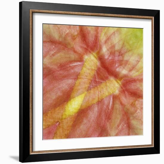 USA, Hawaii. Anthurium Flower Montage-Jaynes Gallery-Framed Photographic Print
