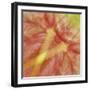 USA, Hawaii. Anthurium Flower Montage-Jaynes Gallery-Framed Photographic Print