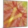 USA, Hawaii. Anthurium Flower Montage-Jaynes Gallery-Mounted Photographic Print