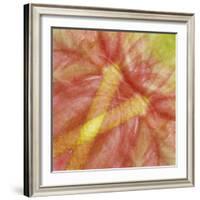 USA, Hawaii. Anthurium Flower Montage-Jaynes Gallery-Framed Photographic Print