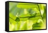 USA, Hawaii, Big Island. Day Gecko on a leaf.-Trish Drury-Framed Stretched Canvas