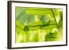 USA, Hawaii, Big Island. Day Gecko on a leaf.-Trish Drury-Framed Photographic Print