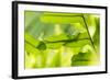 USA, Hawaii, Big Island. Day Gecko on a leaf.-Trish Drury-Framed Photographic Print