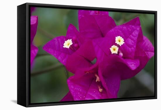 USA, Hawaii, Kauai. Bougainvillea in the Allerton Garden-Roddy Scheer-Framed Stretched Canvas