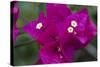 USA, Hawaii, Kauai. Bougainvillea in the Allerton Garden-Roddy Scheer-Stretched Canvas