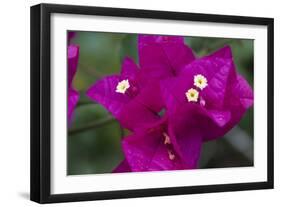 USA, Hawaii, Kauai. Bougainvillea in the Allerton Garden-Roddy Scheer-Framed Photographic Print