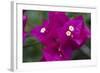 USA, Hawaii, Kauai. Bougainvillea in the Allerton Garden-Roddy Scheer-Framed Photographic Print