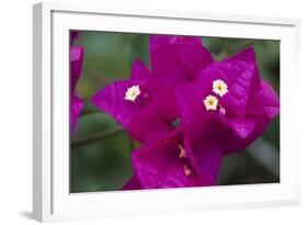 USA, Hawaii, Kauai. Bougainvillea in the Allerton Garden-Roddy Scheer-Framed Photographic Print