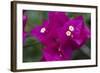 USA, Hawaii, Kauai. Bougainvillea in the Allerton Garden-Roddy Scheer-Framed Photographic Print