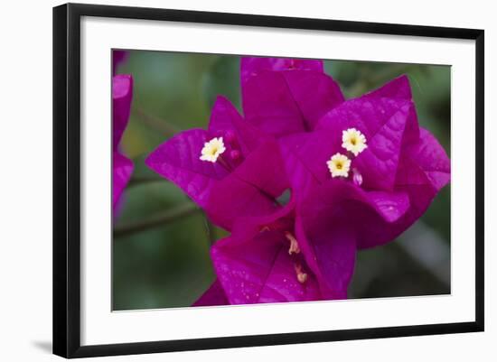 USA, Hawaii, Kauai. Bougainvillea in the Allerton Garden-Roddy Scheer-Framed Photographic Print