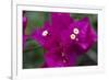 USA, Hawaii, Kauai. Bougainvillea in the Allerton Garden-Roddy Scheer-Framed Photographic Print