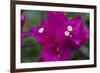 USA, Hawaii, Kauai. Bougainvillea in the Allerton Garden-Roddy Scheer-Framed Photographic Print