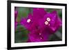 USA, Hawaii, Kauai. Bougainvillea in the Allerton Garden-Roddy Scheer-Framed Photographic Print