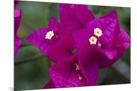 USA, Hawaii, Kauai. Bougainvillea in the Allerton Garden-Roddy Scheer-Mounted Photographic Print