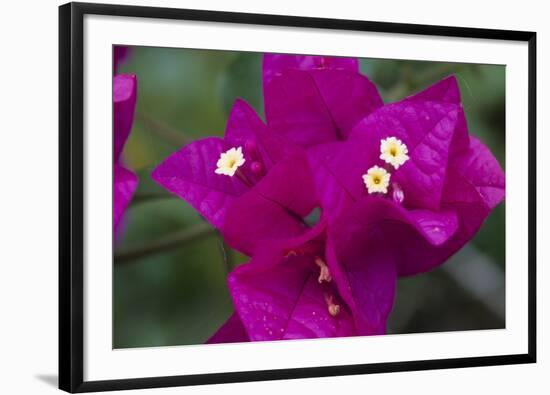 USA, Hawaii, Kauai. Bougainvillea in the Allerton Garden-Roddy Scheer-Framed Photographic Print