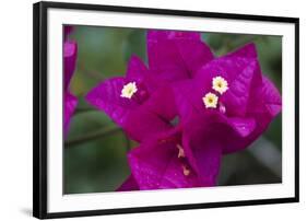 USA, Hawaii, Kauai. Bougainvillea in the Allerton Garden-Roddy Scheer-Framed Photographic Print