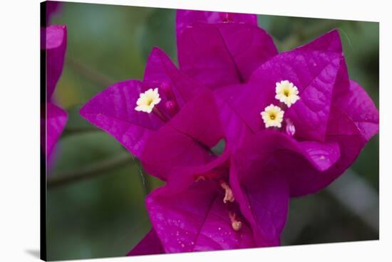 USA, Hawaii, Kauai. Bougainvillea in the Allerton Garden-Roddy Scheer-Stretched Canvas