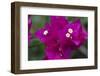 USA, Hawaii, Kauai. Bougainvillea in the Allerton Garden-Roddy Scheer-Framed Photographic Print