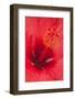USA, Hawaii, Kauai. Detail of hibiscus flower.-Jaynes Gallery-Framed Photographic Print