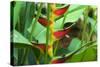 USA, Hawaii, Kauai. Heliconia in the Allerton Garden-Roddy Scheer-Stretched Canvas