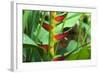 USA, Hawaii, Kauai. Heliconia in the Allerton Garden-Roddy Scheer-Framed Photographic Print