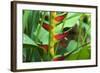 USA, Hawaii, Kauai. Heliconia in the Allerton Garden-Roddy Scheer-Framed Photographic Print