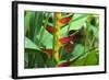 USA, Hawaii, Kauai. Heliconia in the Allerton Garden-Roddy Scheer-Framed Photographic Print