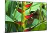 USA, Hawaii, Kauai. Heliconia in the Allerton Garden-Roddy Scheer-Mounted Photographic Print