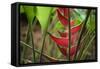 USA, Hawaii, Kauai. Heliconia in the Allerton Garden-Roddy Scheer-Framed Stretched Canvas