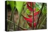 USA, Hawaii, Kauai. Heliconia in the Allerton Garden-Roddy Scheer-Stretched Canvas