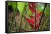 USA, Hawaii, Kauai. Heliconia in the Allerton Garden-Roddy Scheer-Framed Stretched Canvas