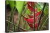 USA, Hawaii, Kauai. Heliconia in the Allerton Garden-Roddy Scheer-Stretched Canvas