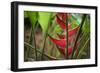 USA, Hawaii, Kauai. Heliconia in the Allerton Garden-Roddy Scheer-Framed Photographic Print
