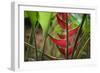 USA, Hawaii, Kauai. Heliconia in the Allerton Garden-Roddy Scheer-Framed Photographic Print