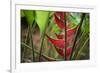 USA, Hawaii, Kauai. Heliconia in the Allerton Garden-Roddy Scheer-Framed Photographic Print