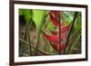 USA, Hawaii, Kauai. Heliconia in the Allerton Garden-Roddy Scheer-Framed Photographic Print