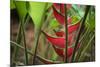 USA, Hawaii, Kauai. Heliconia in the Allerton Garden-Roddy Scheer-Mounted Photographic Print